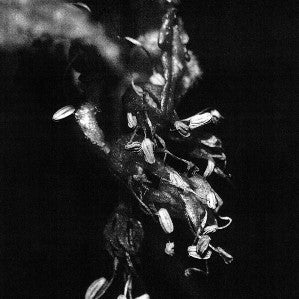 Mike Shiflet : Sufferers (LP, Ltd, Gre)