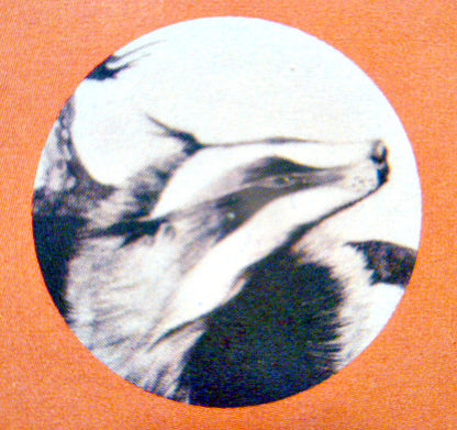 Badger (5) : White Lady (LP, Album)